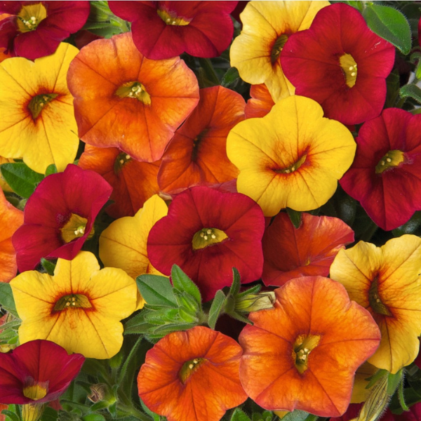 Confetti Garden 'Hawaiian Summer'