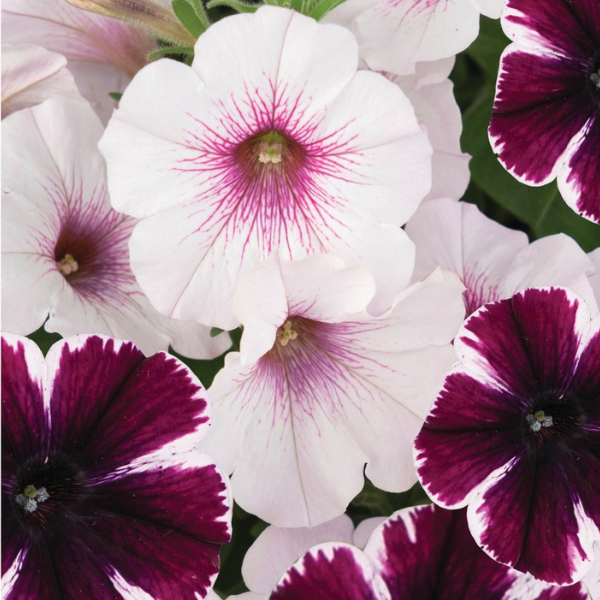 Confetti Garden 'Marvelous Orchid'