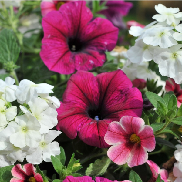 Confetti Garden 'Mountain's Majesty'