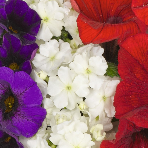 Confetti Garden 'Patriot 26'