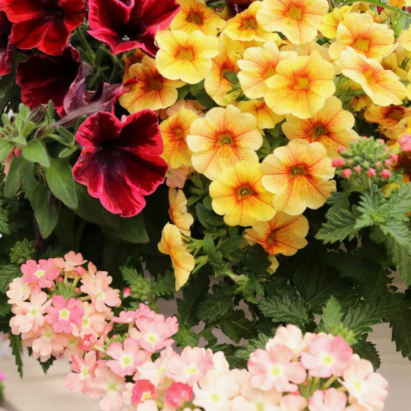 Confetti Garden 'Pumpkin Spice'