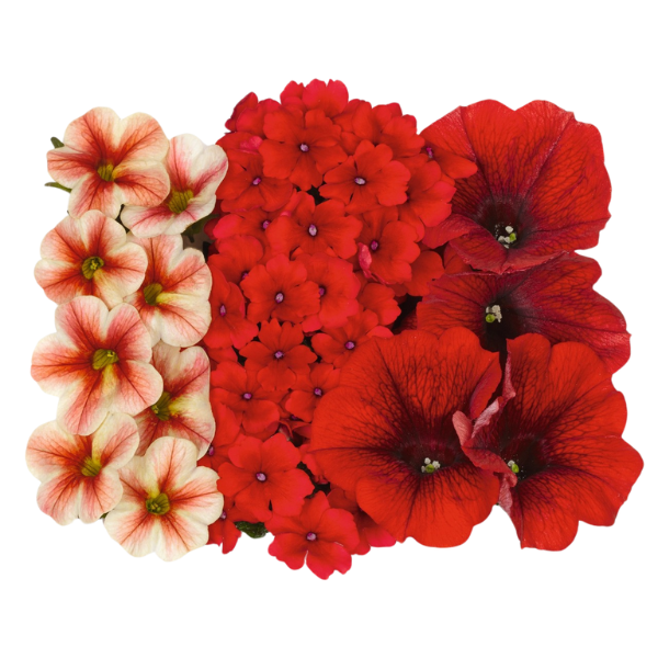 Confetti Garden 'Rockin' Sunset'