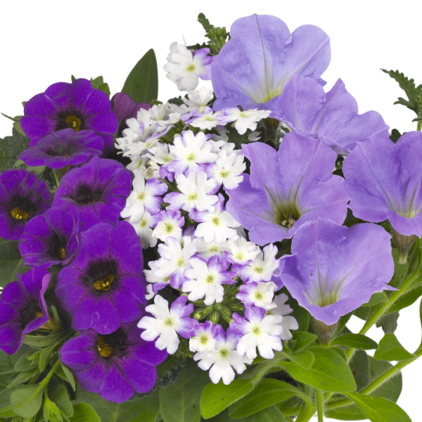 Confetti Garden 'Shocking Blue 26'