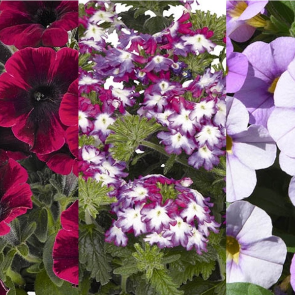 Confetti Garden 'Shocking Storm 26'