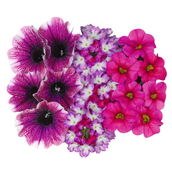 Confetti Garden 'Shocking Touch'