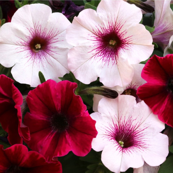 Confetti Garden 'Stormy Orchid'