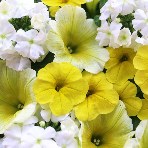 Confetti Garden 'Sunshine'