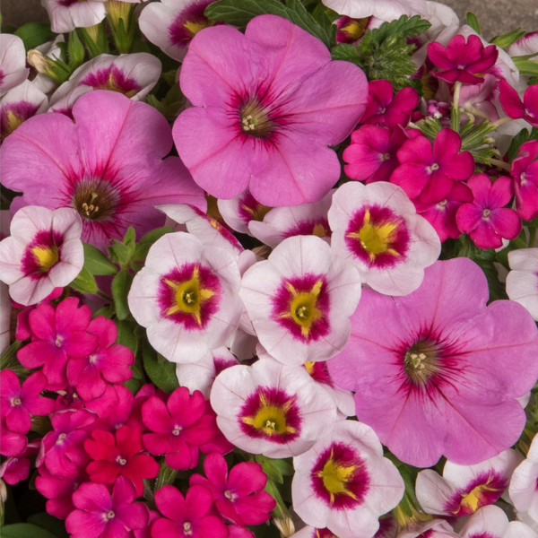 Confetti Garden 'Super Mom'