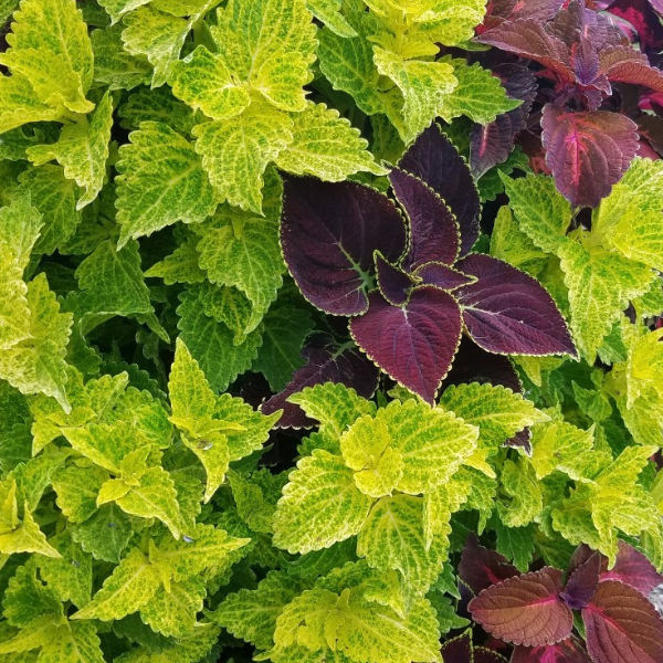 Confetti Garden 'Times Square'