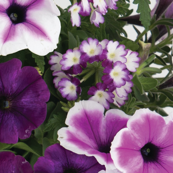 Confetti Garden 'Walk in the Clouds 26'