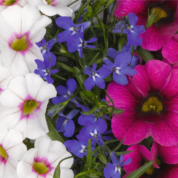 Confetti Garden 'Waterloo 26'