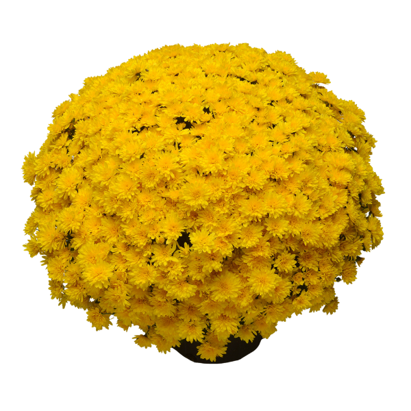 Mum chrysanthemum x morifolium 'Gold Riot'