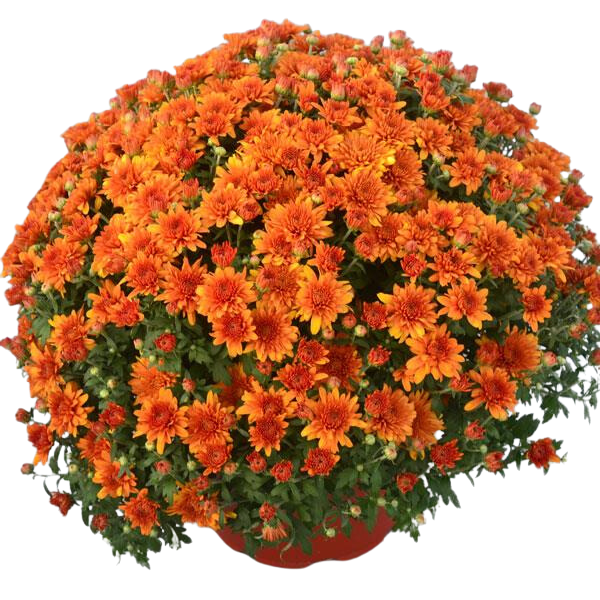 Mum chrysanthemum x morifolium 'Perfectly Orange'