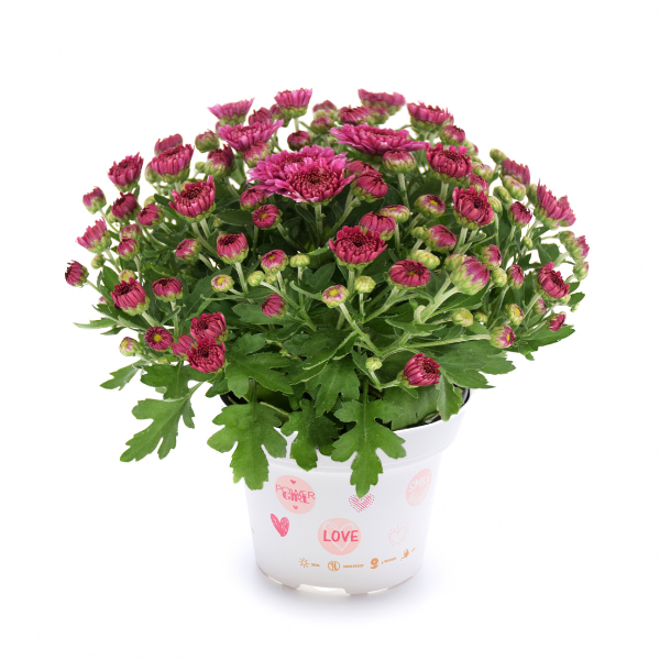 Mum chrysanthemum x morifolium 'Soul Sister Dark Pink'