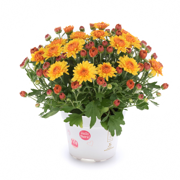 Mum chrysanthemum x morifolium 'Soul Sister Orange'