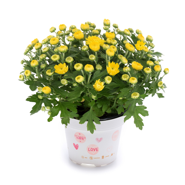 Mum chrysanthemum x morifolium 'Soul Sister Yellow'