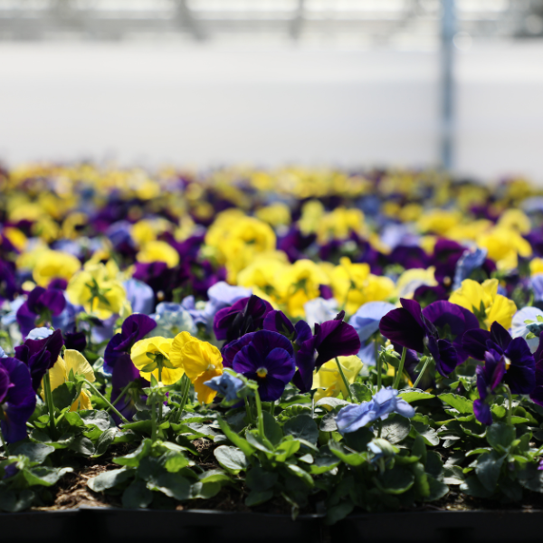Pansy viola x wittrockiana 'Delta Premium Tricolor Mix'