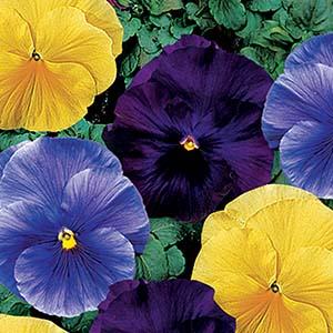 Pansy viola x wittrockiana 'Delta Premium Tricolor Mix'