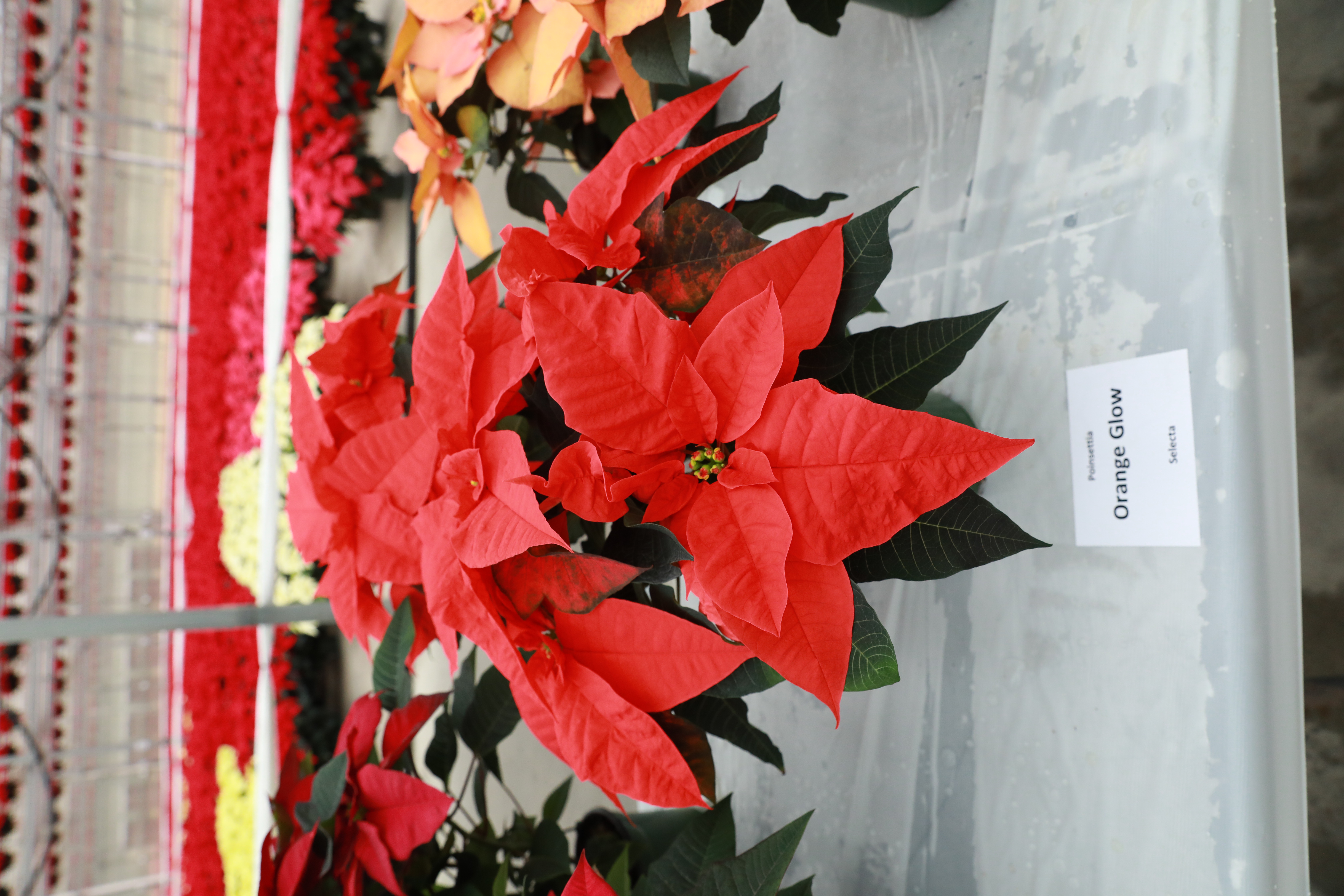 Poinsettia euphorbia pulcherrima 'Orange Glow'