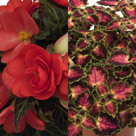 Spring Combo 'Shade Combo #5'