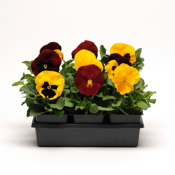 Pansy viola x wittrockiana 'Matrix Autumn Blaze Mix'