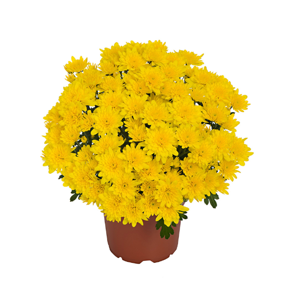 Mum chrysanthemum x morifolium 'Milkshake Banana Yellow'