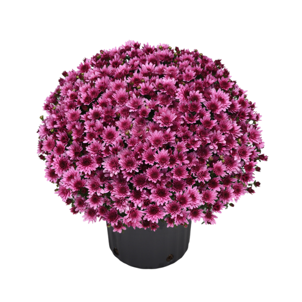 Mum chrysanthemum x morifolium 'Milkshake Berry Pink'