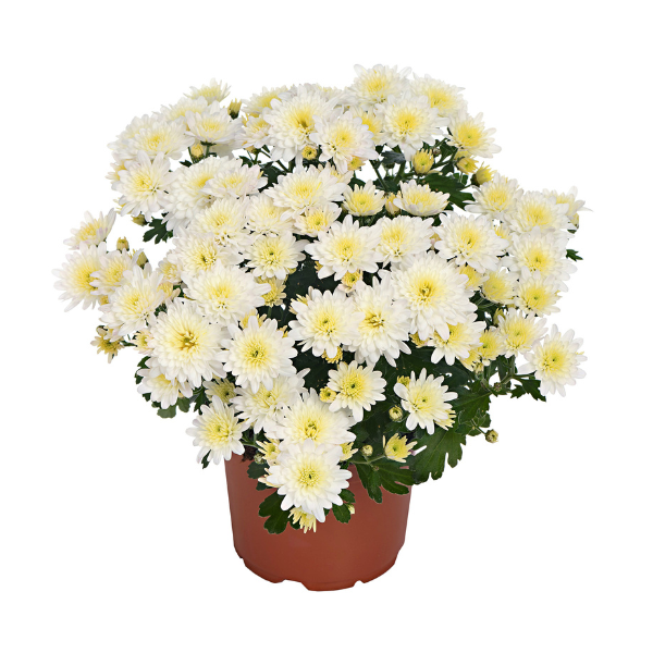 Mum chrysanthemum x morifolium 'Milkshake Coconut White'