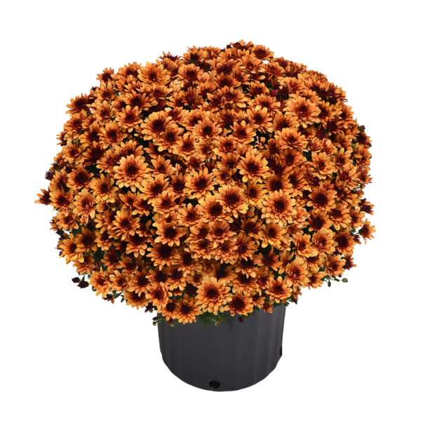 Mum chrysanthemum x morifolium 'Milkshake Kiwi Bronze'