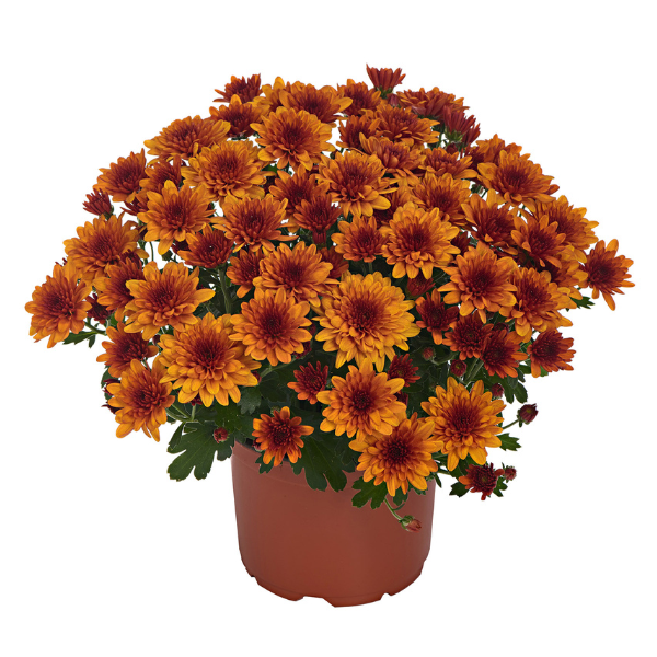 Mum chrysanthemum x morifolium 'Milkshake Papaya Orange'
