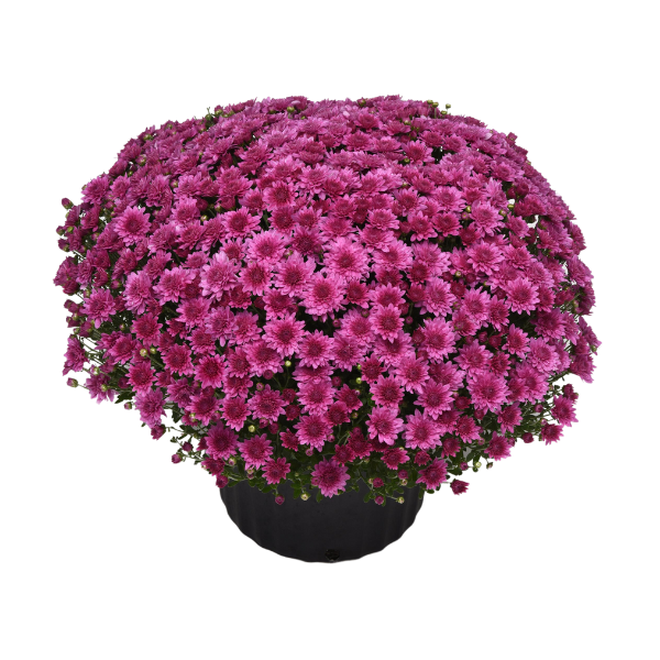 Mum chrysanthemum x morifolium 'Tribeca Dark Pink'