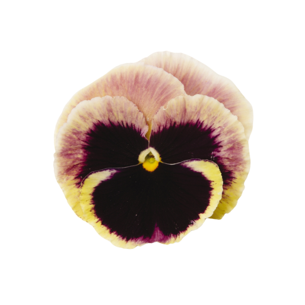 Pansy viola x wittrockiana 'Matrix Sunrise'