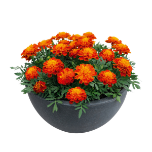 Marigold tagetes patula 'Super Hero Harmony'