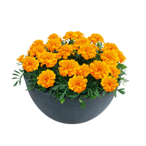 Marigold tagetes patula 'Super Hero Orange'