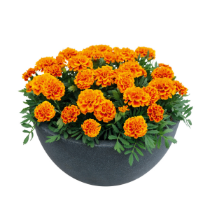 Marigold tagetes patula 'Super Hero Orange Flame'