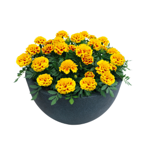 Marigold tagetes patula 'Super Hero Yellow Bee'
