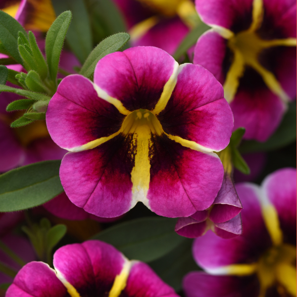 Calibrachoa hybrida 'Minifamous Neo Pink Hawaii'