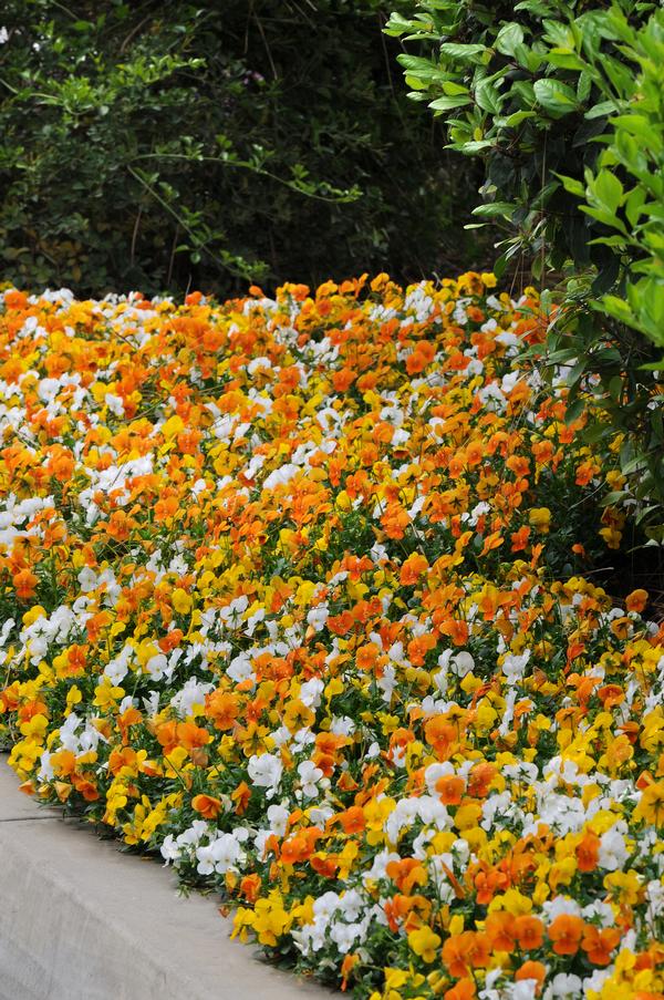 Viola cornuta 'Sorbet Citrus Mix'