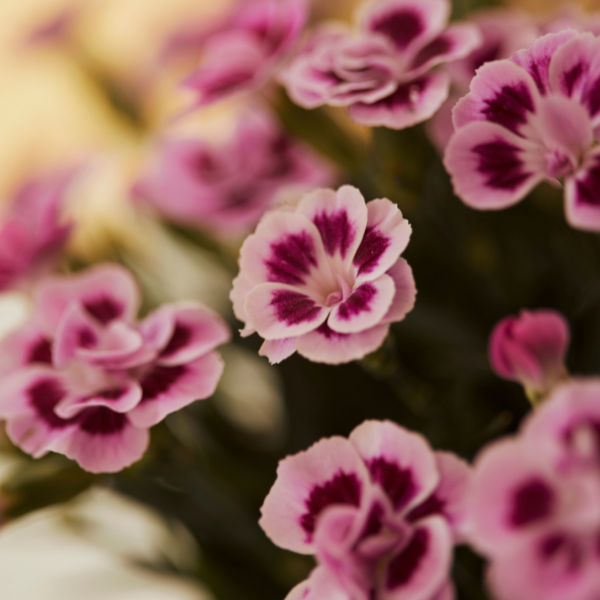 Dianthus cultivars 'Pink Kisses'