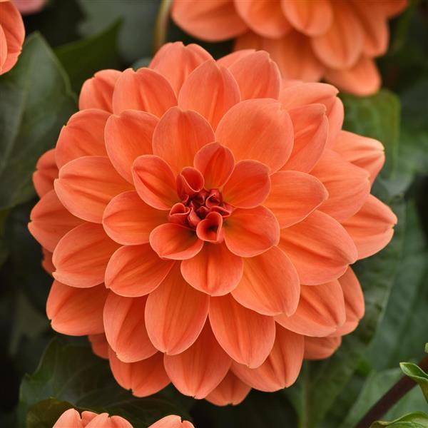 Dahlia hybrida 'Venti Mango'