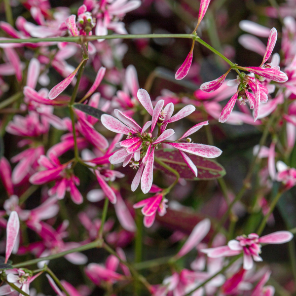Euphorbia hypericifolia 'Euphoric Starblast Pink'