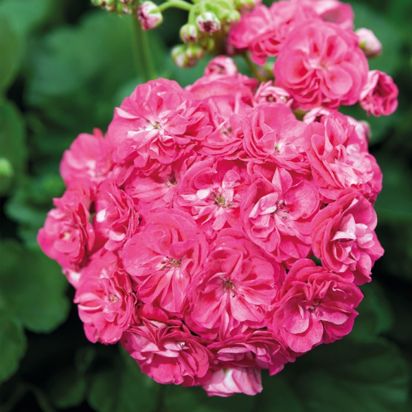Geranium Zonal pelargonium zonale 'Patriot Rosalinda'
