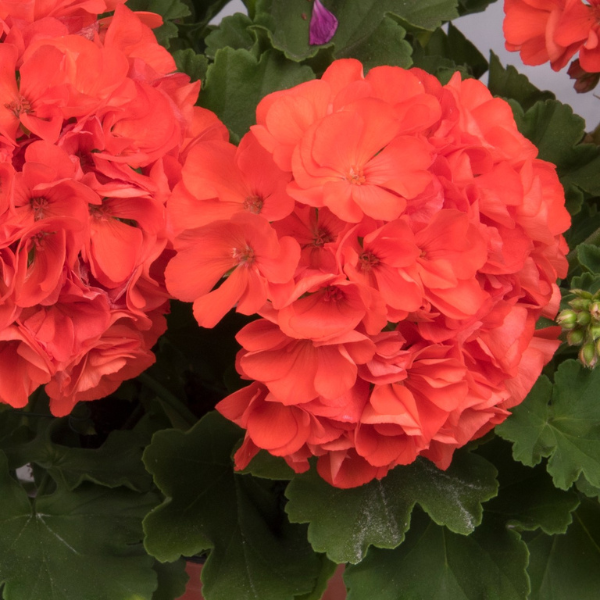 Geranium Zonal pelargonium zonale 'Survivor Orange'