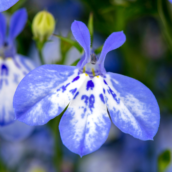 Lobelia erinus 'Hot+ Pretty Heaven'