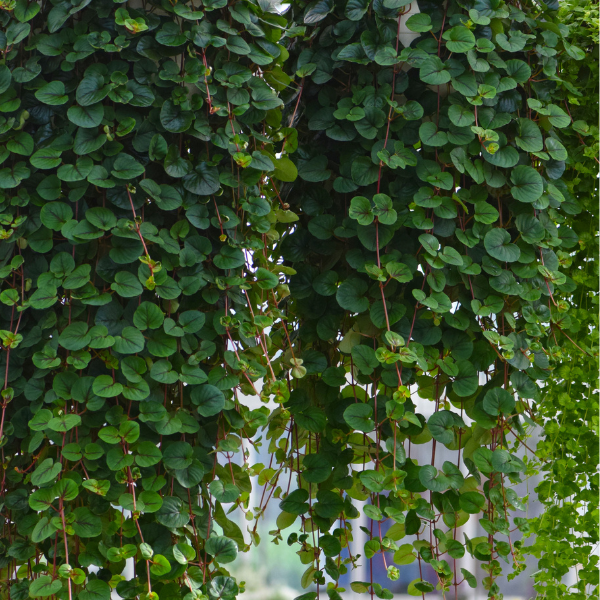 Lysimachia nummularia 'FanciFillers Sunburst'
