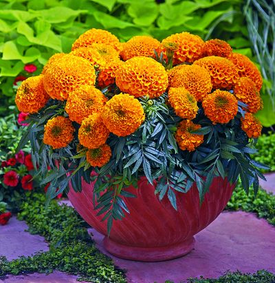 Marigold tagetes erecta 'Antigua Orange'