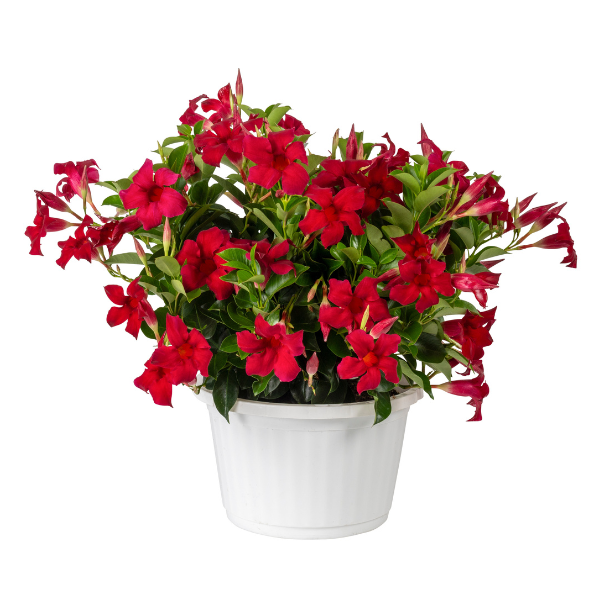 Mandevilla hybrida 'Sun Parasol Original Crimson'