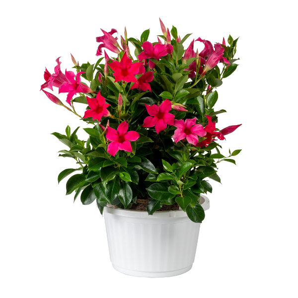 Mandevilla hybrida 'Sun Parasol Original Pink'