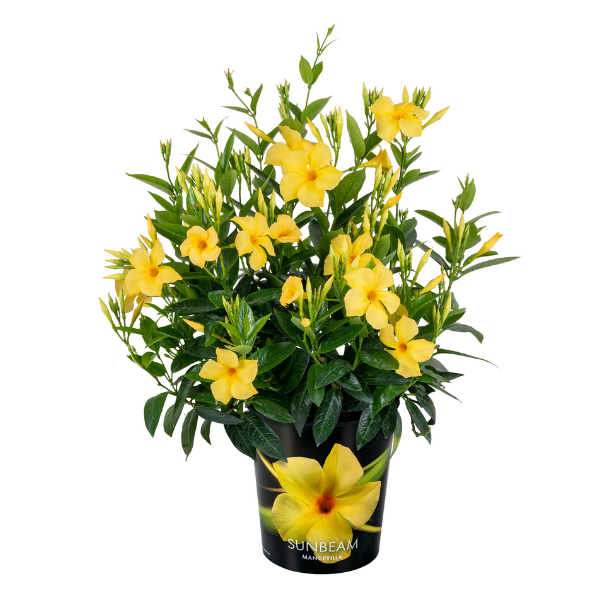 Mandevilla hybrida 'Sun Parasol Original XP Sunbeam'