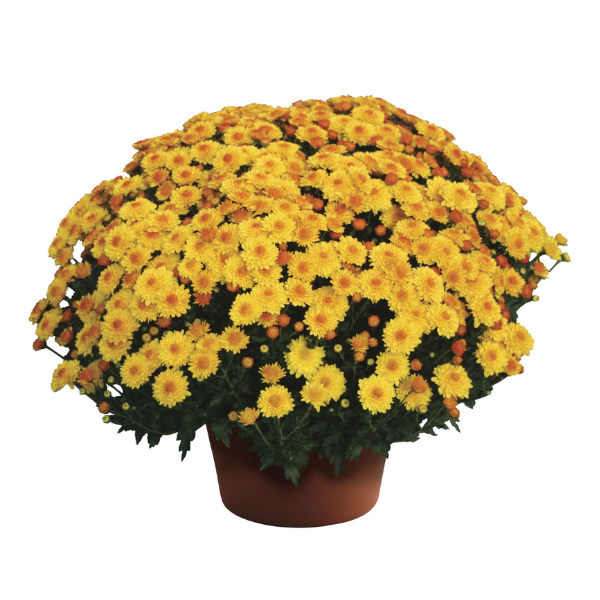 Mum chrysanthemum x morifolium 'Golden Cheryl'